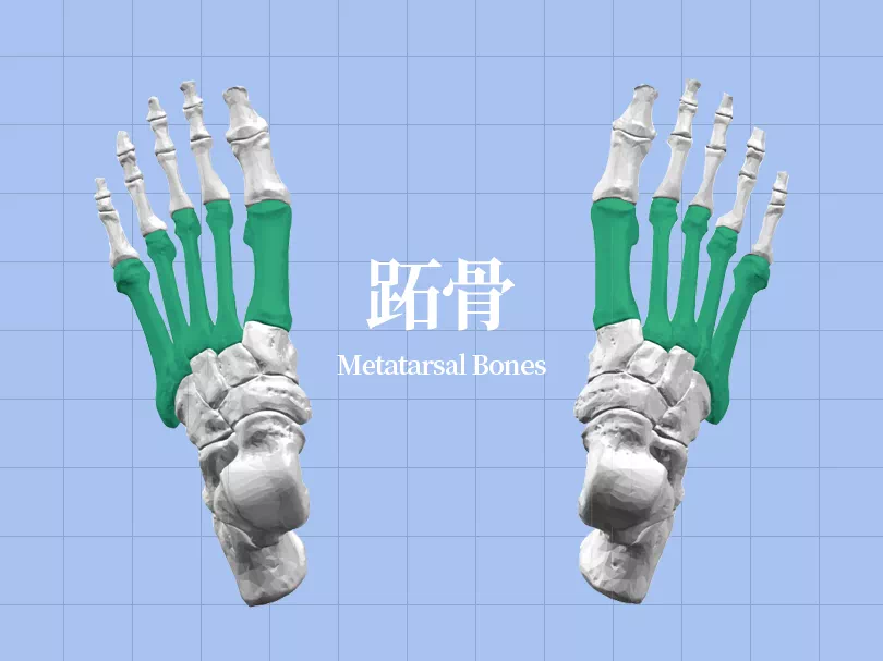 足底壓力分布計(jì)量